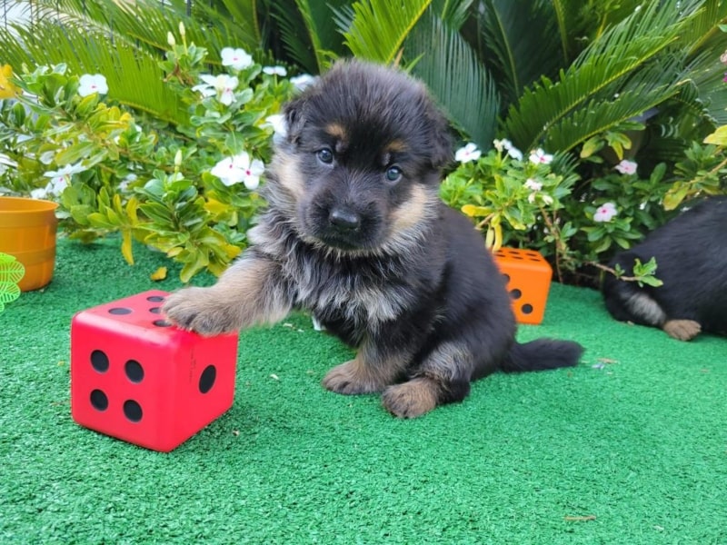 Must Love German Shepherd Dogs | 3705 Valencia Ave N, San Bernardino, CA 92404, USA | Phone: (909) 918-7078