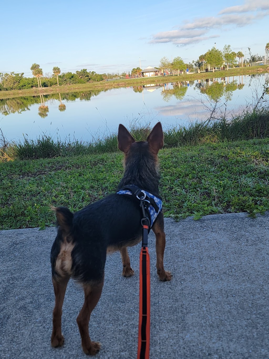 Fur-Ever Friends Animal Hospital / Canine Castaways | 1432 Wayne Rd, Arcadia, FL 34266, USA | Phone: (863) 458-7686