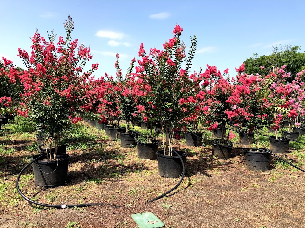 Texas Tree Farms, LLC | 3150 US-287, Waxahachie, TX 75165, USA | Phone: (214) 450-5105