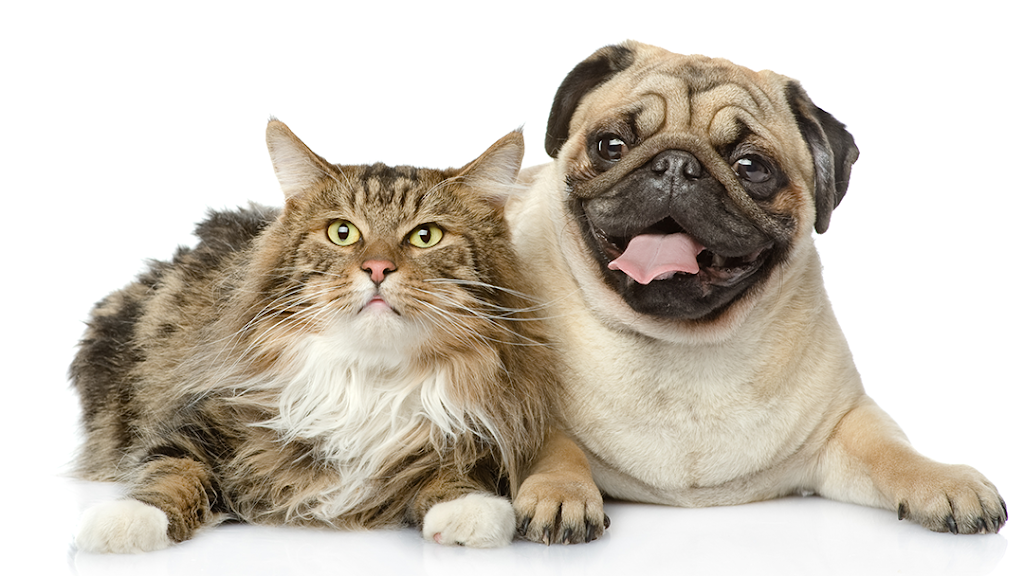 Best Friends Veterinary Center | 2082 Cheyenne Ct, Grafton, WI 53024, USA | Phone: (262) 375-0130