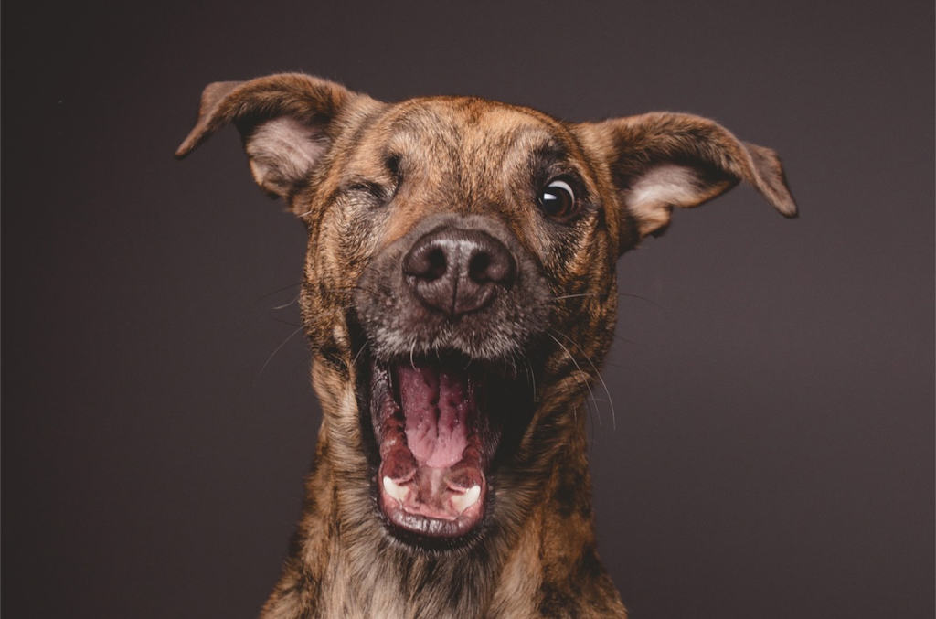 Vetsource | 9500 NE Cascades Pkwy, Portland, OR 97220, USA | Phone: (503) 802-7400