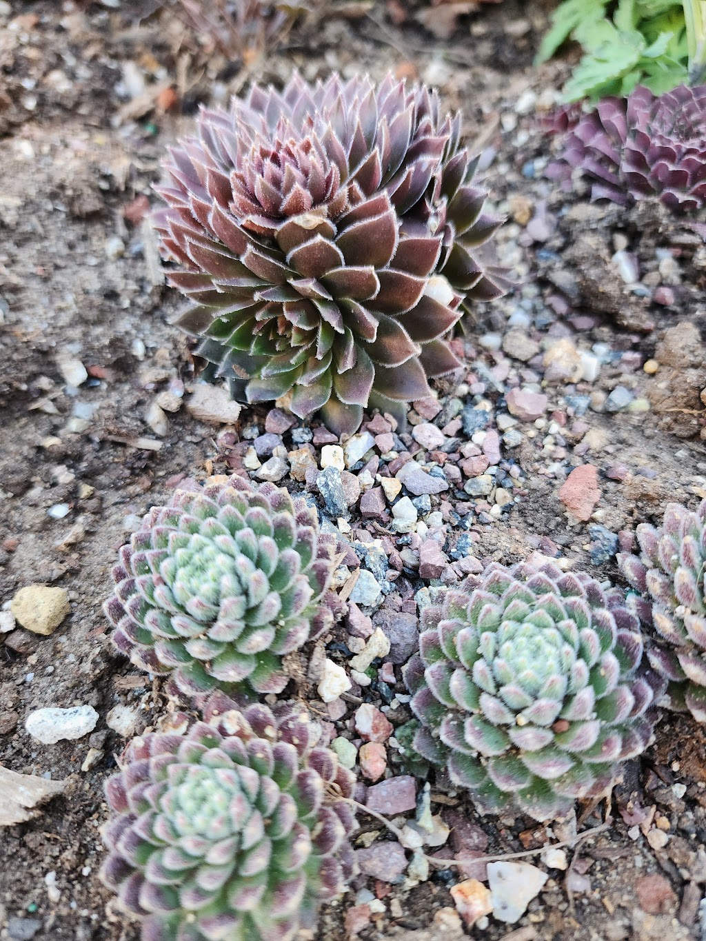 Cactus Garden | The Getty Center, 1200 Getty Center Dr, Los Angeles, CA 90049, USA | Phone: (310) 440-7300