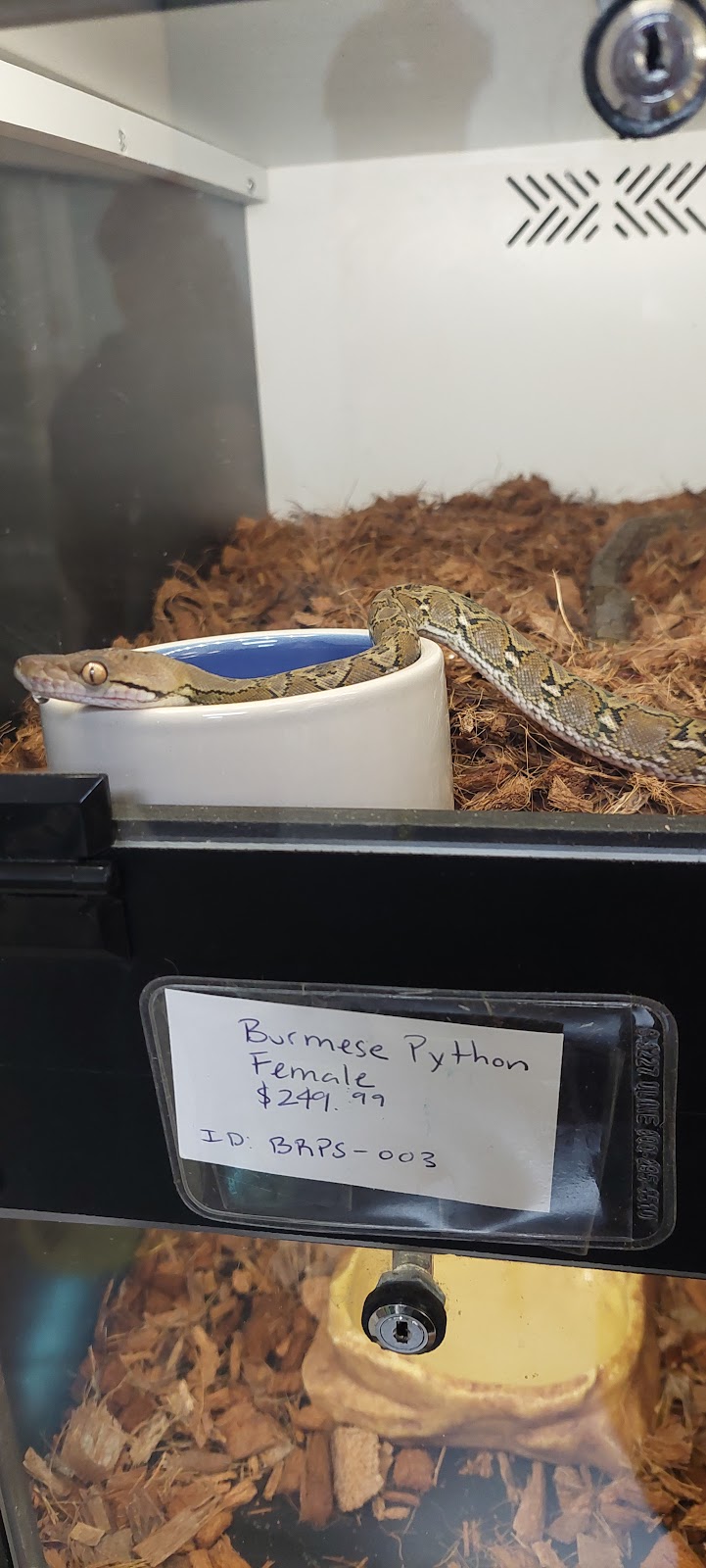 REPTILE FACTORY | 14309 Bear Valley Rd #1B, Victorville, CA 92392, USA | Phone: (760) 552-5331