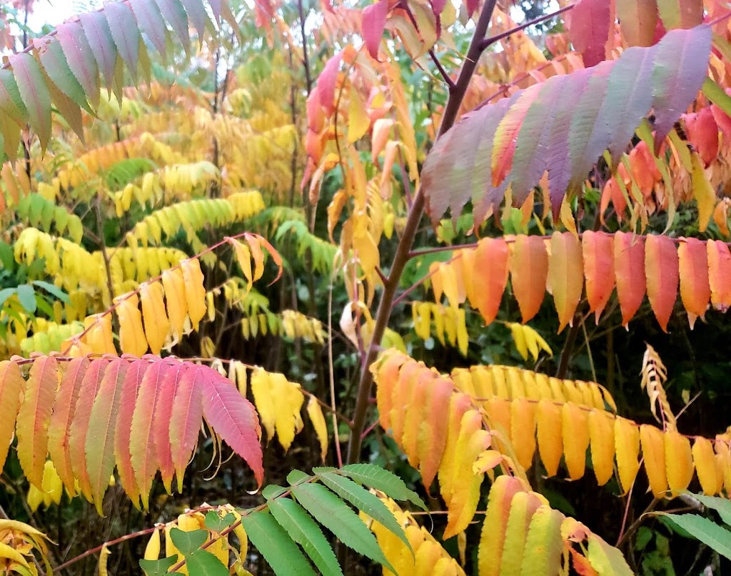 Greystone Nature Preserve | 8531 Bear Lake Rd, Fredonia, NY 14063, USA | Phone: (716) 679-6603