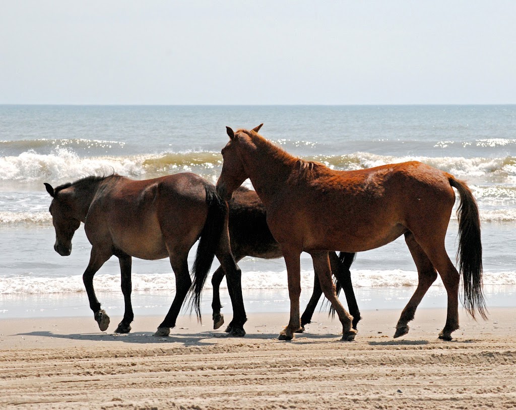 Corolla Wild Horse Tours | 1210 Ocean Trail, Corolla, NC 27927, USA | Phone: (252) 207-0511