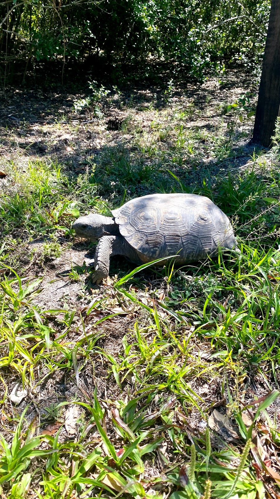 Brooker Creek Preserve & Environmental Education Center | 3940 Keystone Rd, Tarpon Springs, FL 34688, USA | Phone: (727) 453-6800