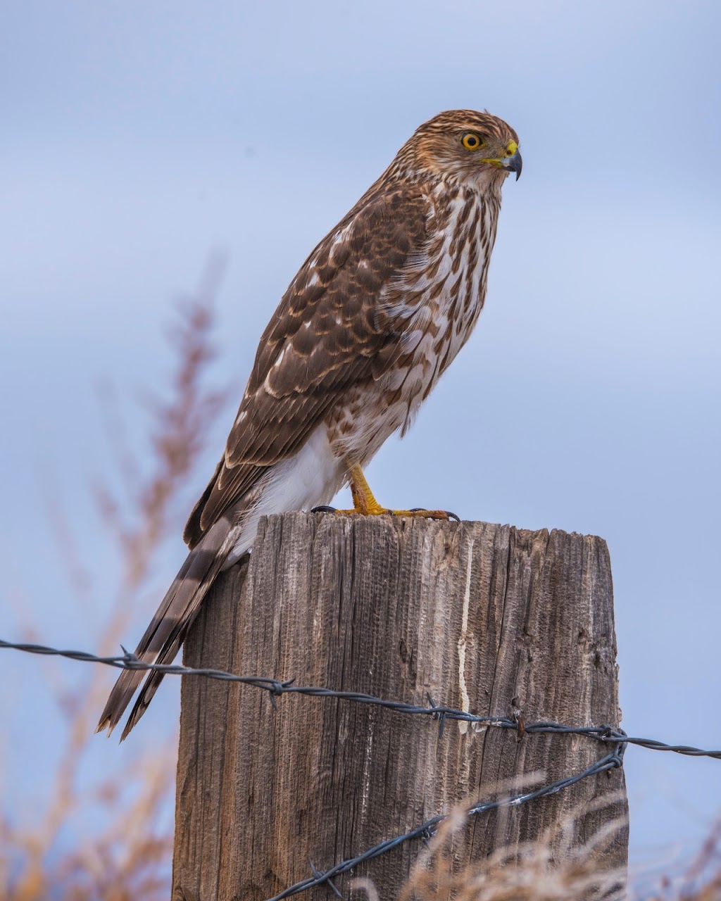 Valle de Oro National Wildlife Refuge | 7851 2nd St SW, Albuquerque, NM 87105, USA | Phone: (505) 248-6667