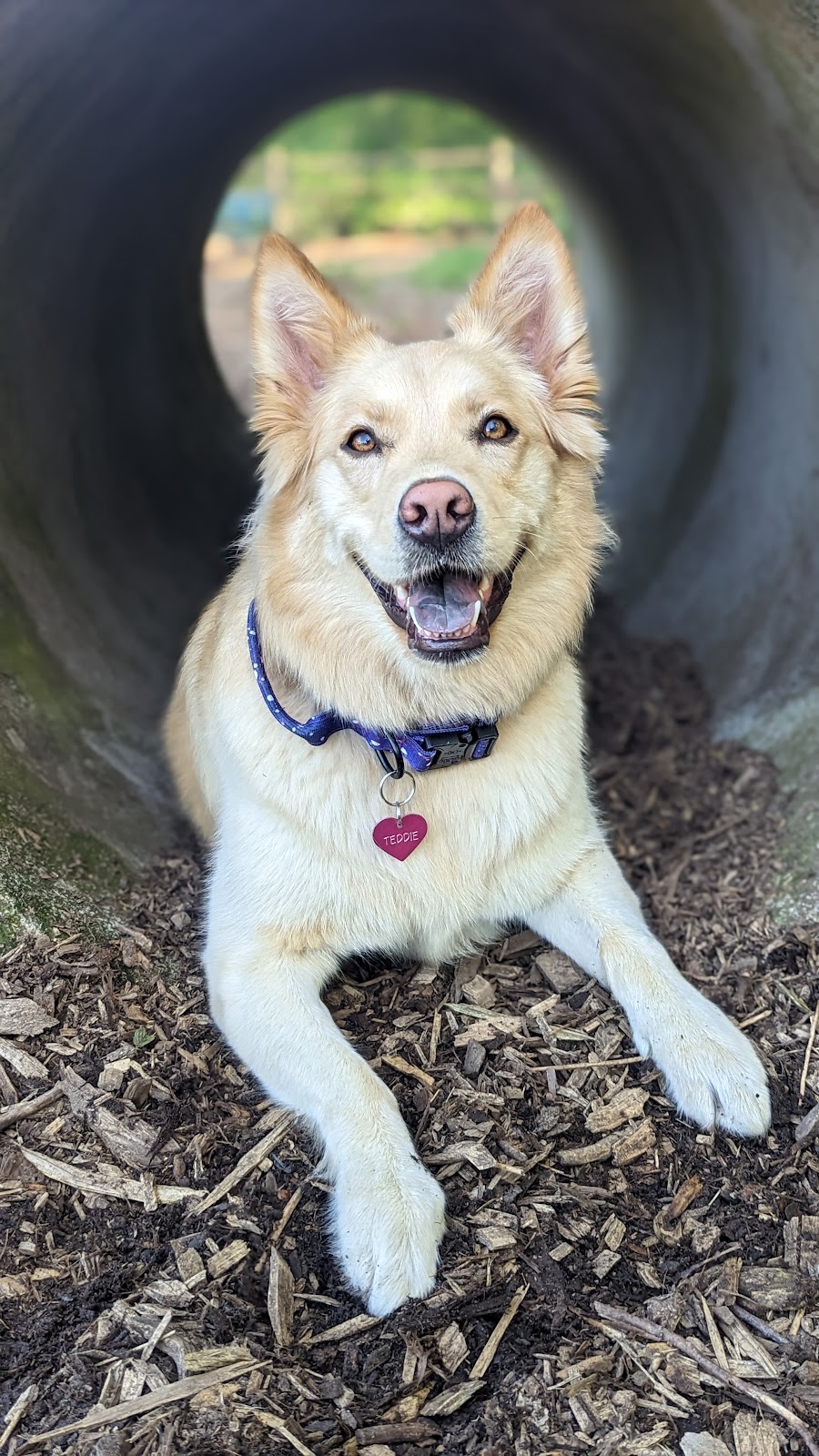 Tails and Trails Dog Park | 1301 5th St, Mukilteo, WA 98275, USA | Phone: (425) 263-8000