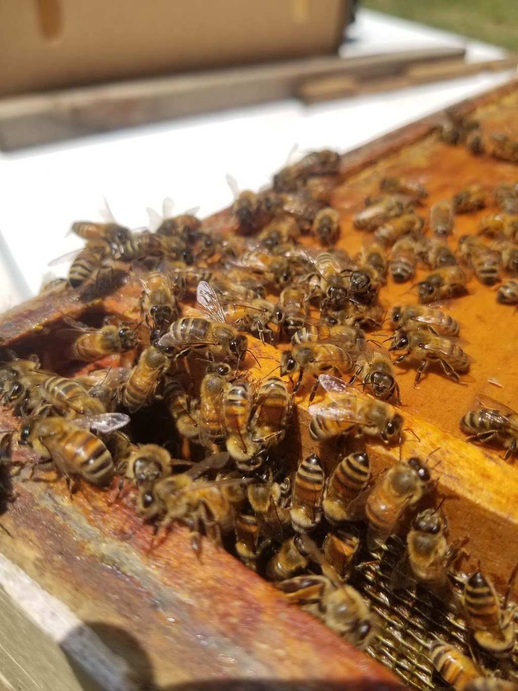 H bar H Enterprises: Bee and Swarm Removal & Local Honey | 1401 Land of Promise Rd, Chesapeake, VA 23322 | Phone: (757) 285-4509