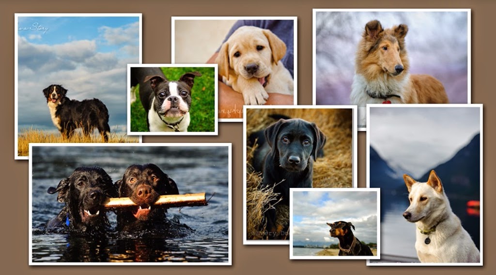 Every Dog Has a Story Photography | 833 S Cedros Ave #17, Solana Beach, CA 92075, USA | Phone: (808) 366-4801