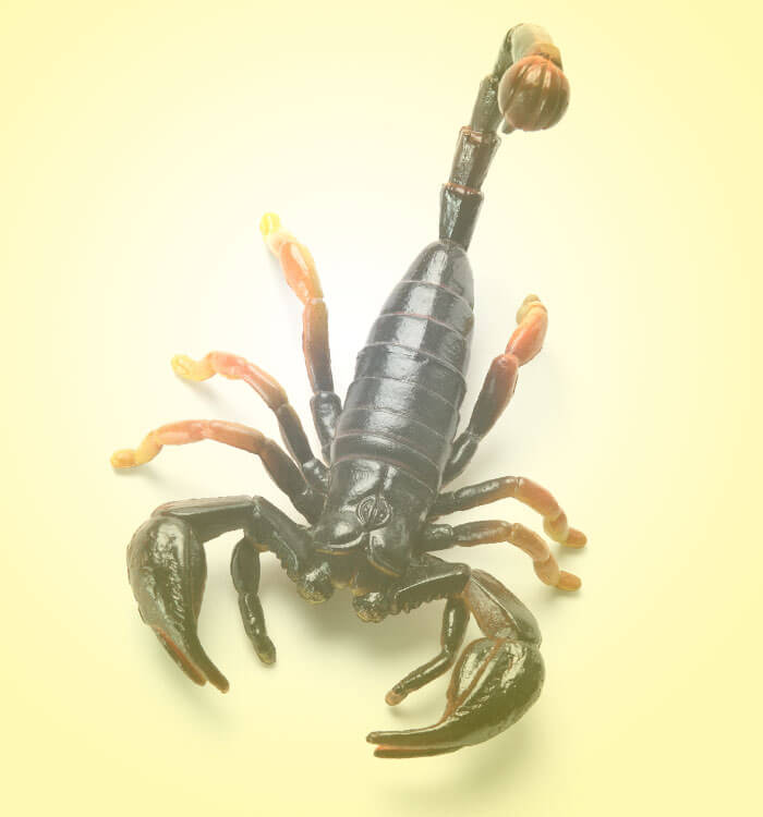 HOME SOLUTIONS: PEST CONTROL | 11059 Vollmer Ln, San Antonio, TX 78254, USA | Phone: (210) 679-9000