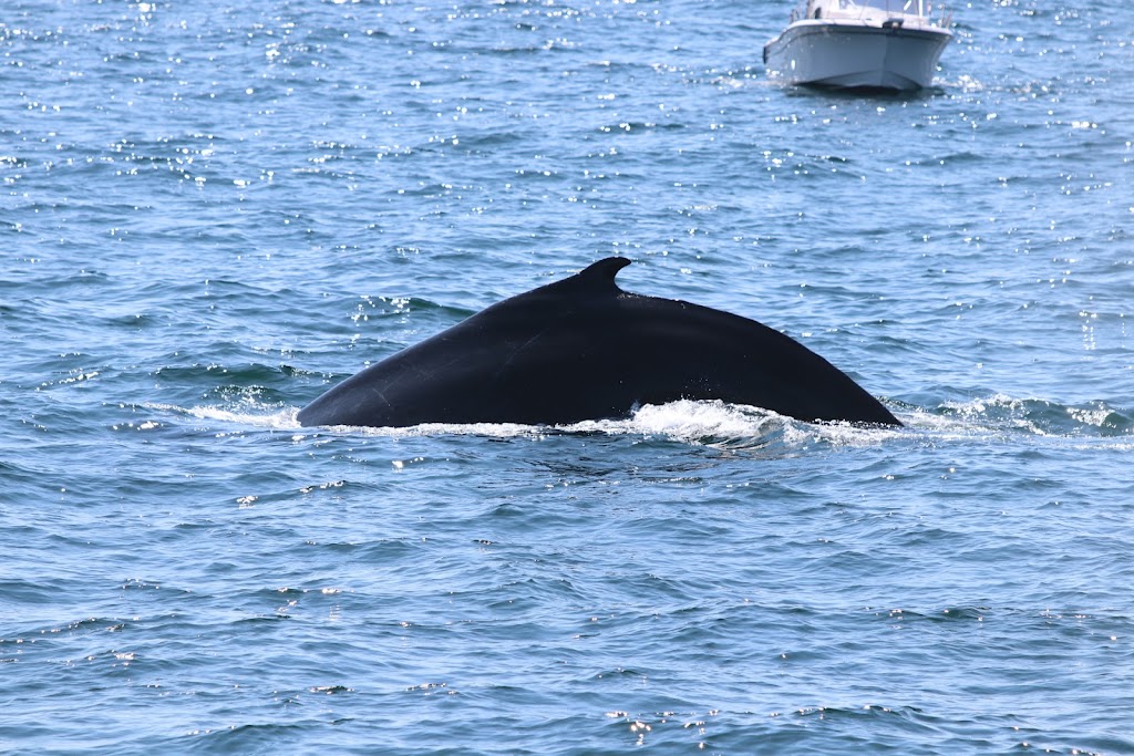 Hyannis Whale Watcher Cruises | 269 Millway, Barnstable, MA 02630, USA | Phone: (508) 362-6088