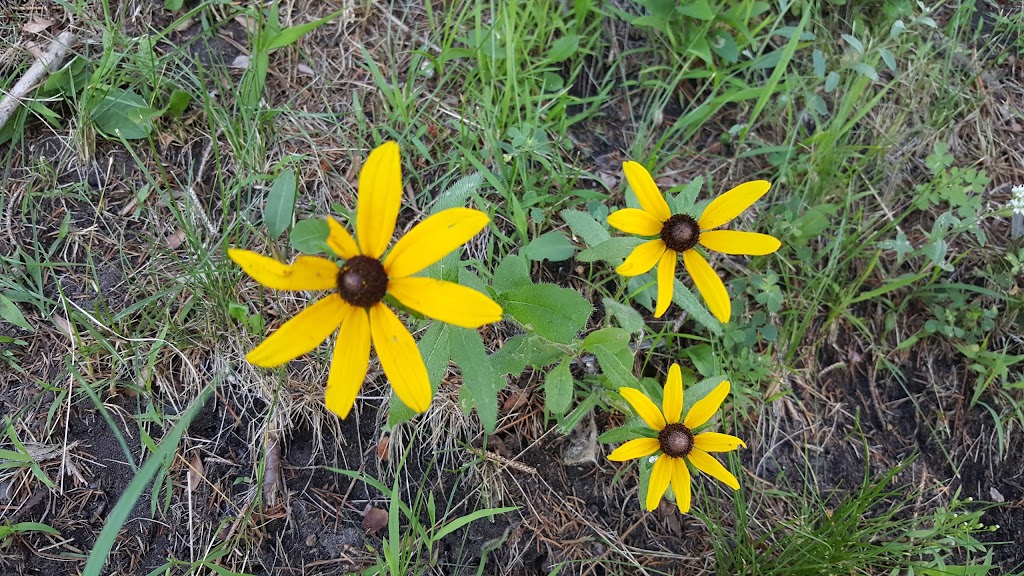 Hillcrest Knoll Park | 1672 Hoyt Ave E, St Paul, MN 55106, USA | Phone: (651) 632-5111