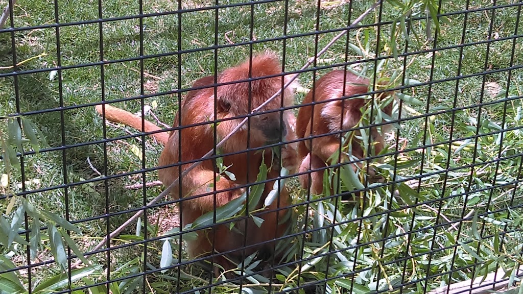 Eagle Valley Raptor Center | 927 N 343rd St W, Cheney, KS 67025, USA | Phone: (316) 393-0710