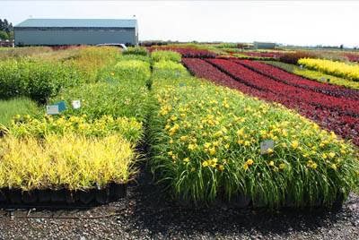 Loen Nursery Growing Facility | 6803 Kinns Rd NE, Woodburn, OR 97071, USA | Phone: (503) 982-6300