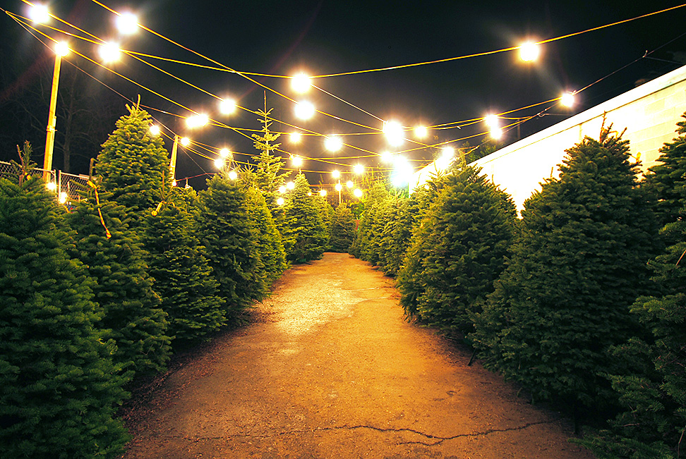 Christmas Tree Nursery Farm | 399 Atlantic Ave, Oceanside, NY 11572, USA | Phone: (516) 543-7240