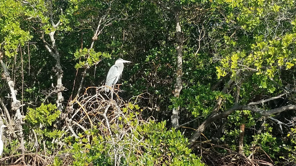 Cockroach Bay Preserve State Park | end of Cockroach Bay Road, Ruskin, FL 33570, USA | Phone: (239) 253-0811