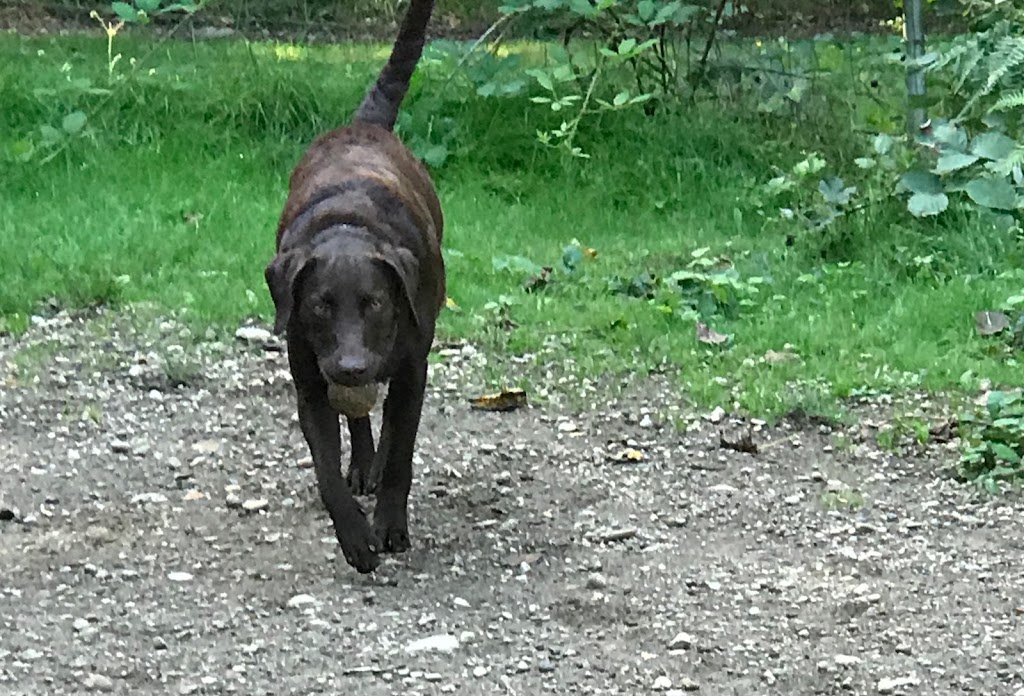 Rotary Bark Park | 10100 Bujacich Rd, Gig Harbor, WA 98332, USA | Phone: (253) 858-3400