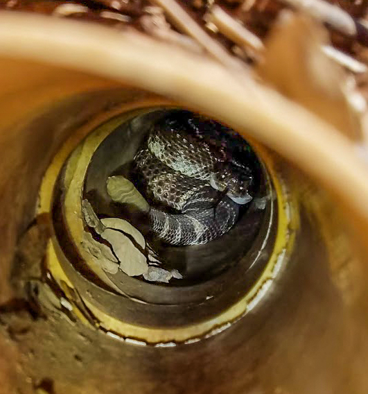 Placer Snake Removal | 3995 Clover Valley Rd, Rocklin, CA 95677 | Phone: (916) 509-1087