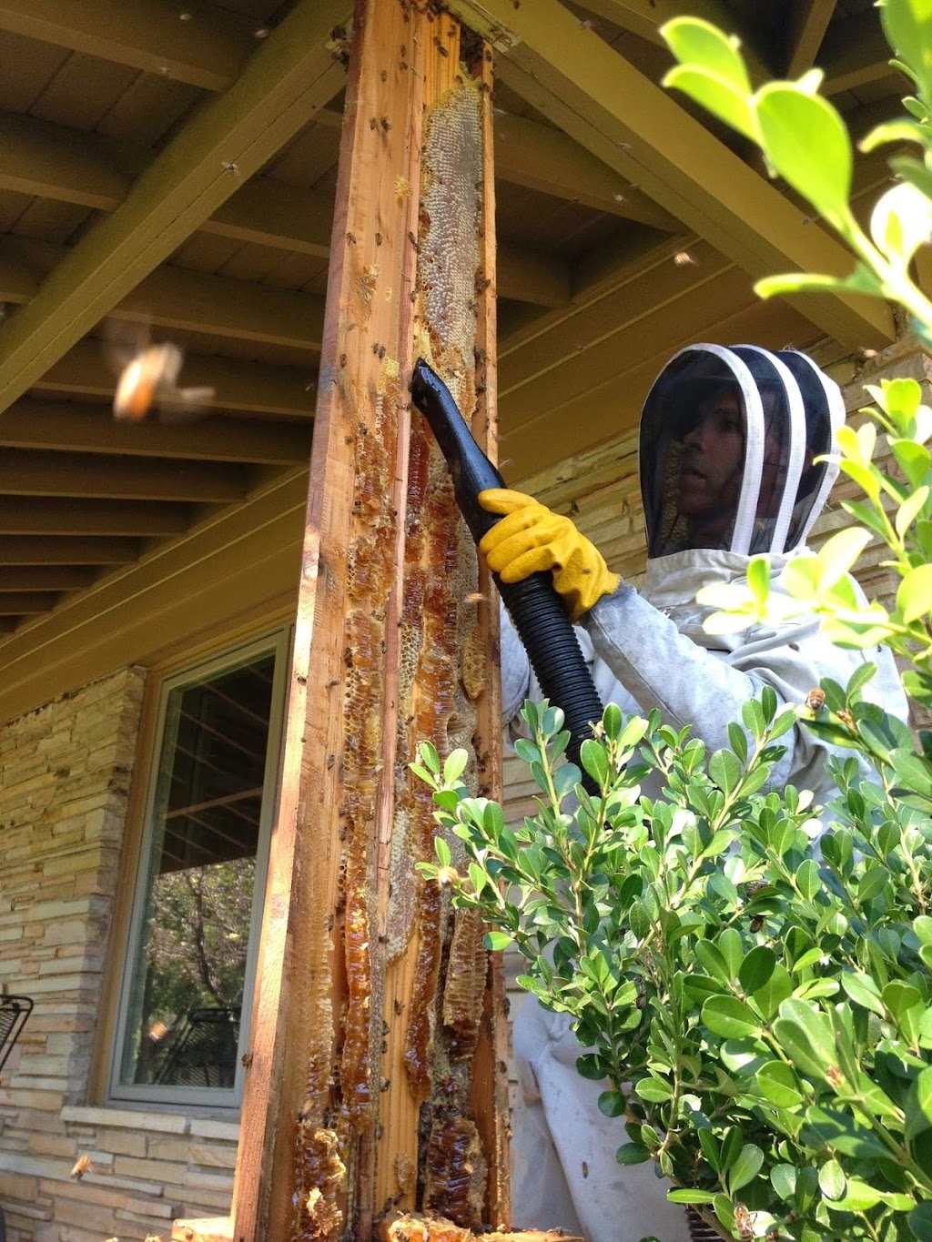 Oakley Honey Bee Removal | 1799 Goodson Ct, Round Rock, TX 78664, USA | Phone: (512) 981-9216