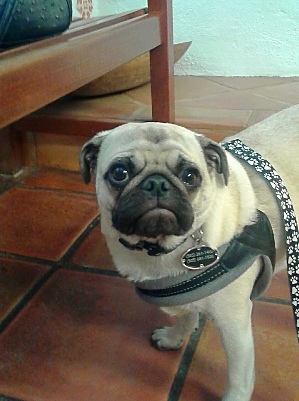 Corrales Veterinary Clinic | 15 Marcos Ln A, Corrales, NM 87048, USA | Phone: (505) 899-0999