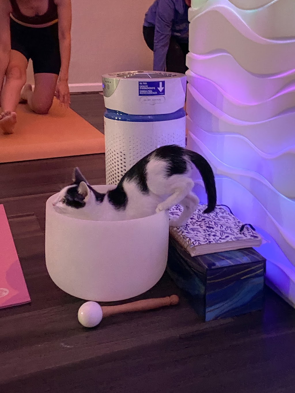 Blue Healer Yoga | 7561 Center Ave Suite 33, Huntington Beach, CA 92647, USA | Phone: (714) 317-2120