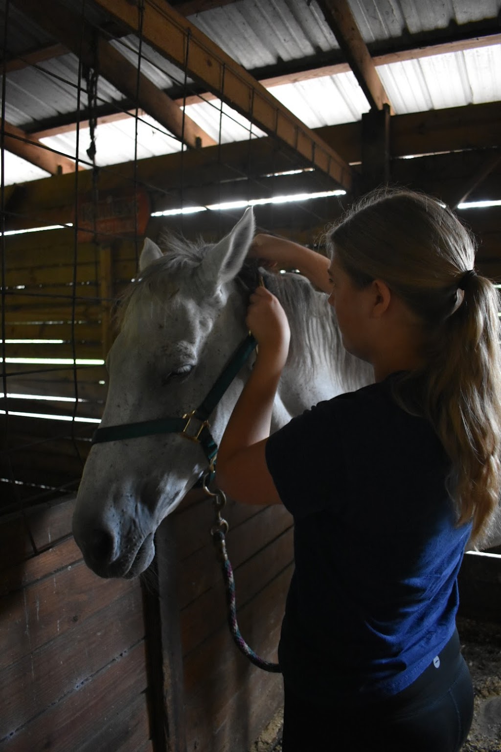 Hidden Meadow Farms | 8231 County Rd 39, Plant City, FL 33567, USA | Phone: (813) 777-2061