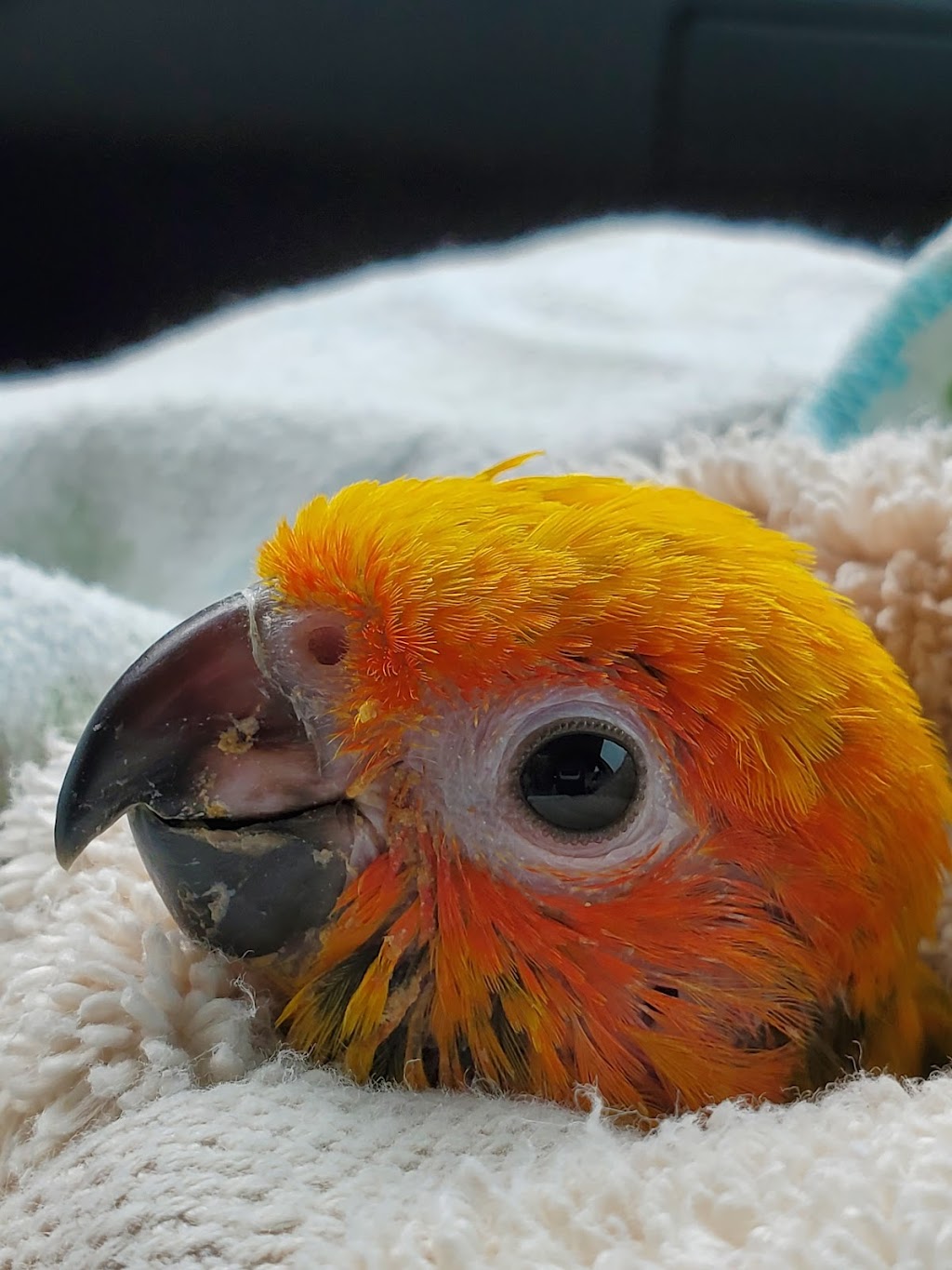 Arizona Parrots | 10505 E Escalante Rd, Tucson, AZ 85730, USA | Phone: (520) 298-0379