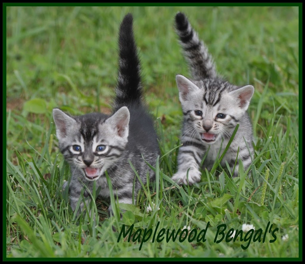 Maplewood Bengals | 1564 Cain Rd, Angola, NY 14006, USA | Phone: (716) 337-3422