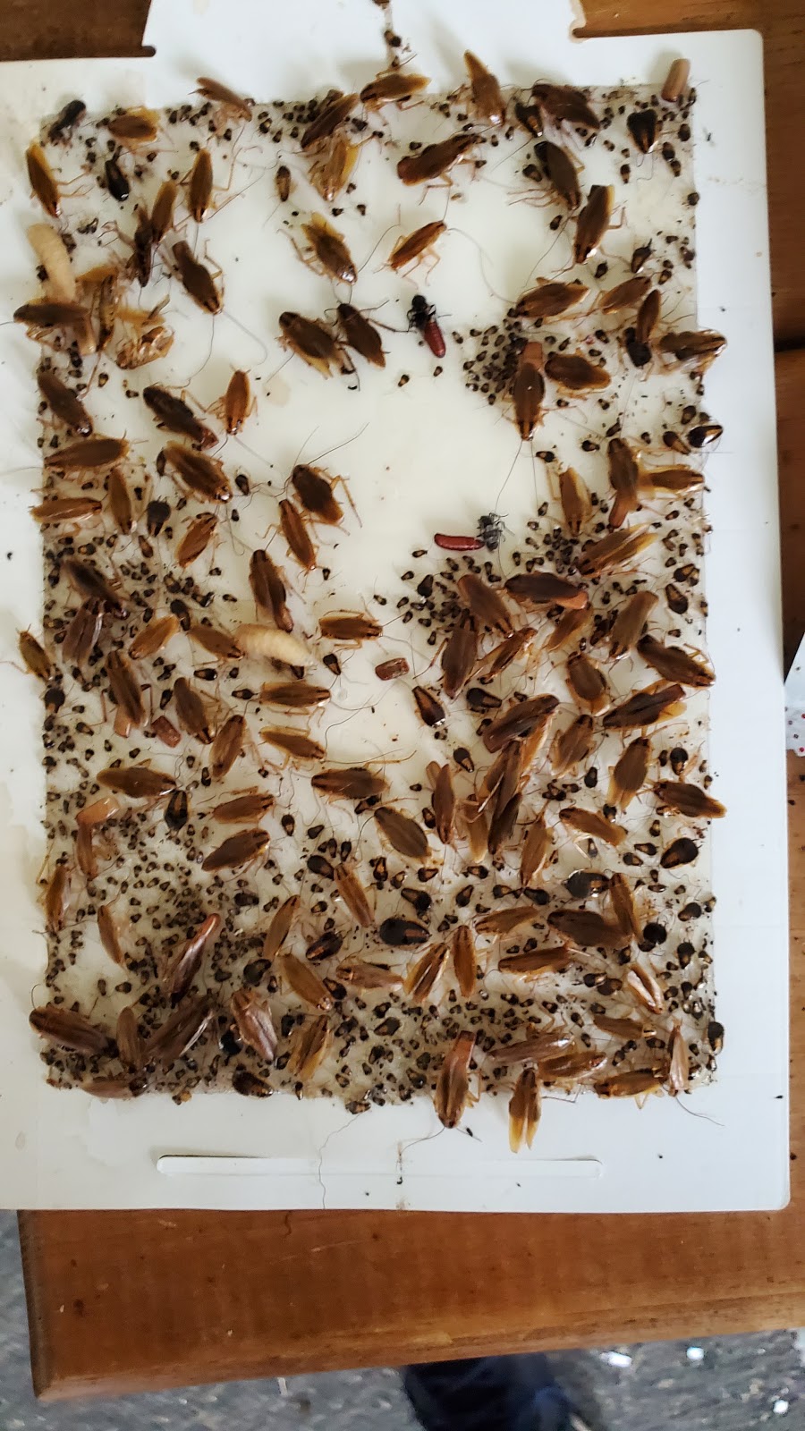 Blue Valley Pest Control | 403 S Walnut Ave, Milford, NE 68405, USA | Phone: (402) 761-2666