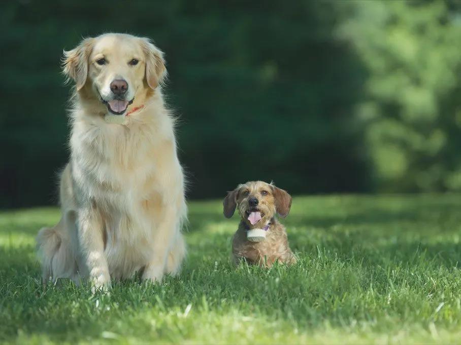 Dog Containment Systems | 5510 Olney Laytonsville Rd, Olney, MD 20832, USA | Phone: (240) 994-7134