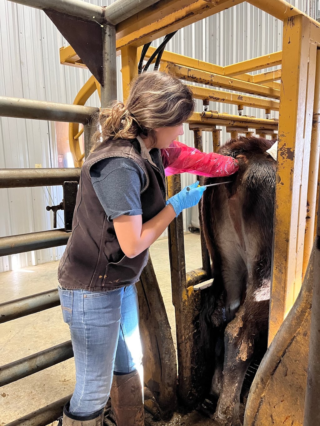 Flying Cow Genetics | 429746 E 70 Rd, Welch, OK 74369, USA | Phone: (918) 929-3178