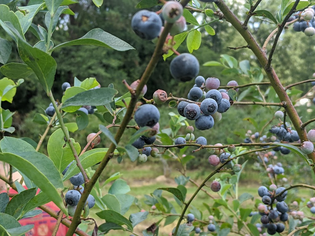 Smith U-Pik Blueberry Farm | 8939 Co Rd 51, Sterrett, AL 35147, USA | Phone: (205) 678-6994