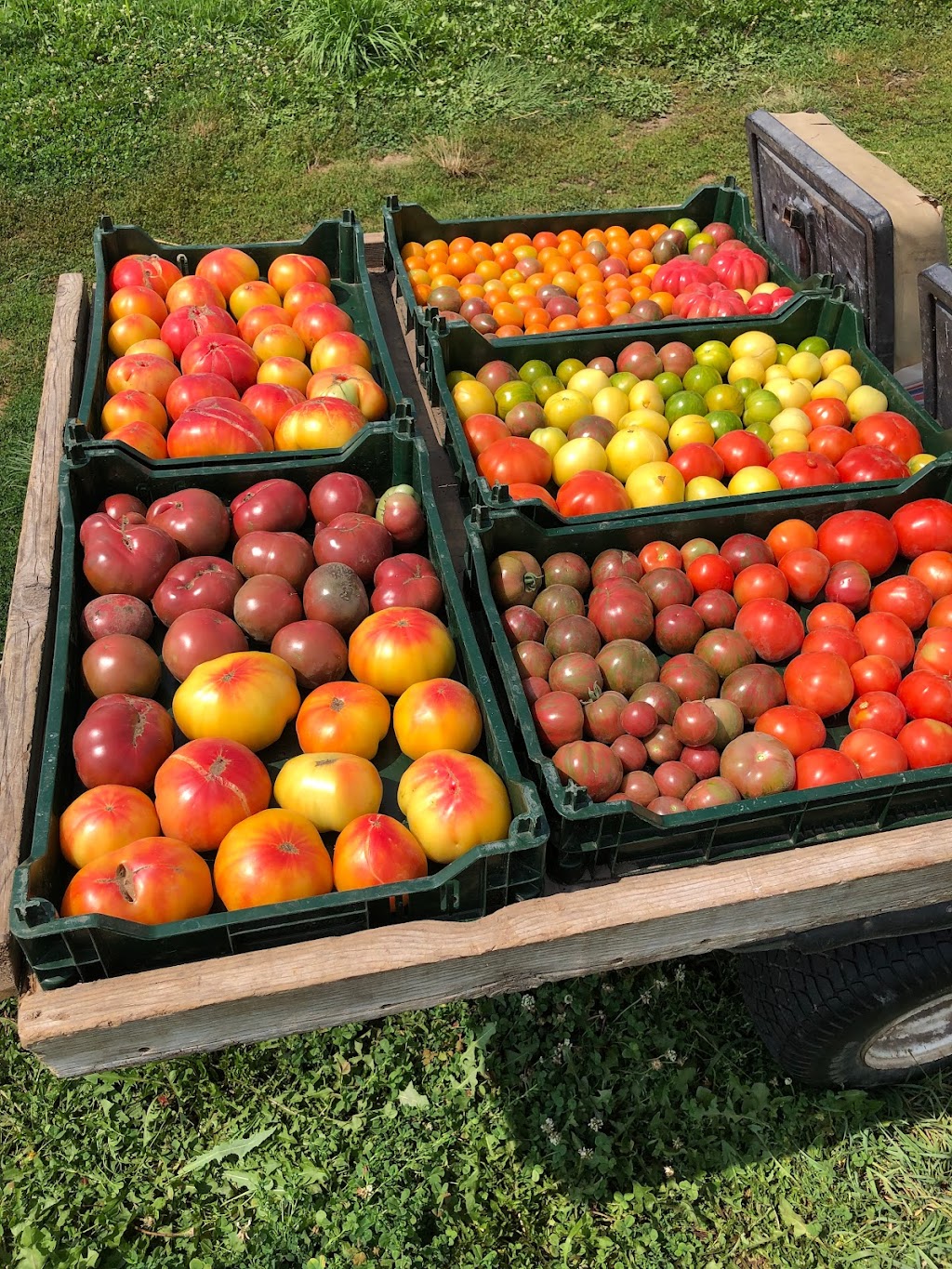 Clover Bee Vegetable Farm | 35145 Reed Ave, Shafer, MN 55074, USA | Phone: (952) 261-3312