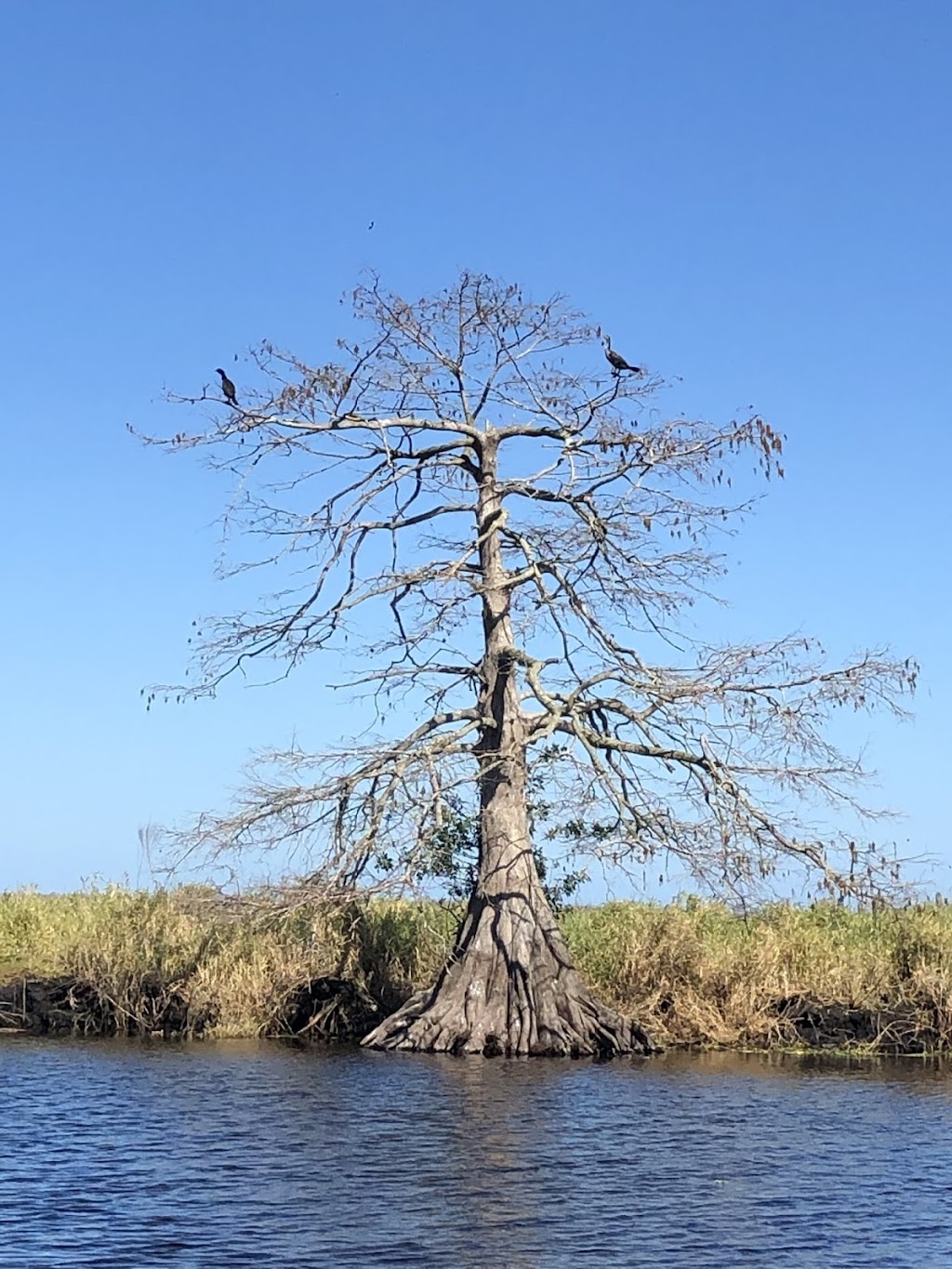 Grasshopper Airboat Eco-Tours | 8190 W King St, Cocoa, FL 32926, USA | Phone: (321) 631-2990