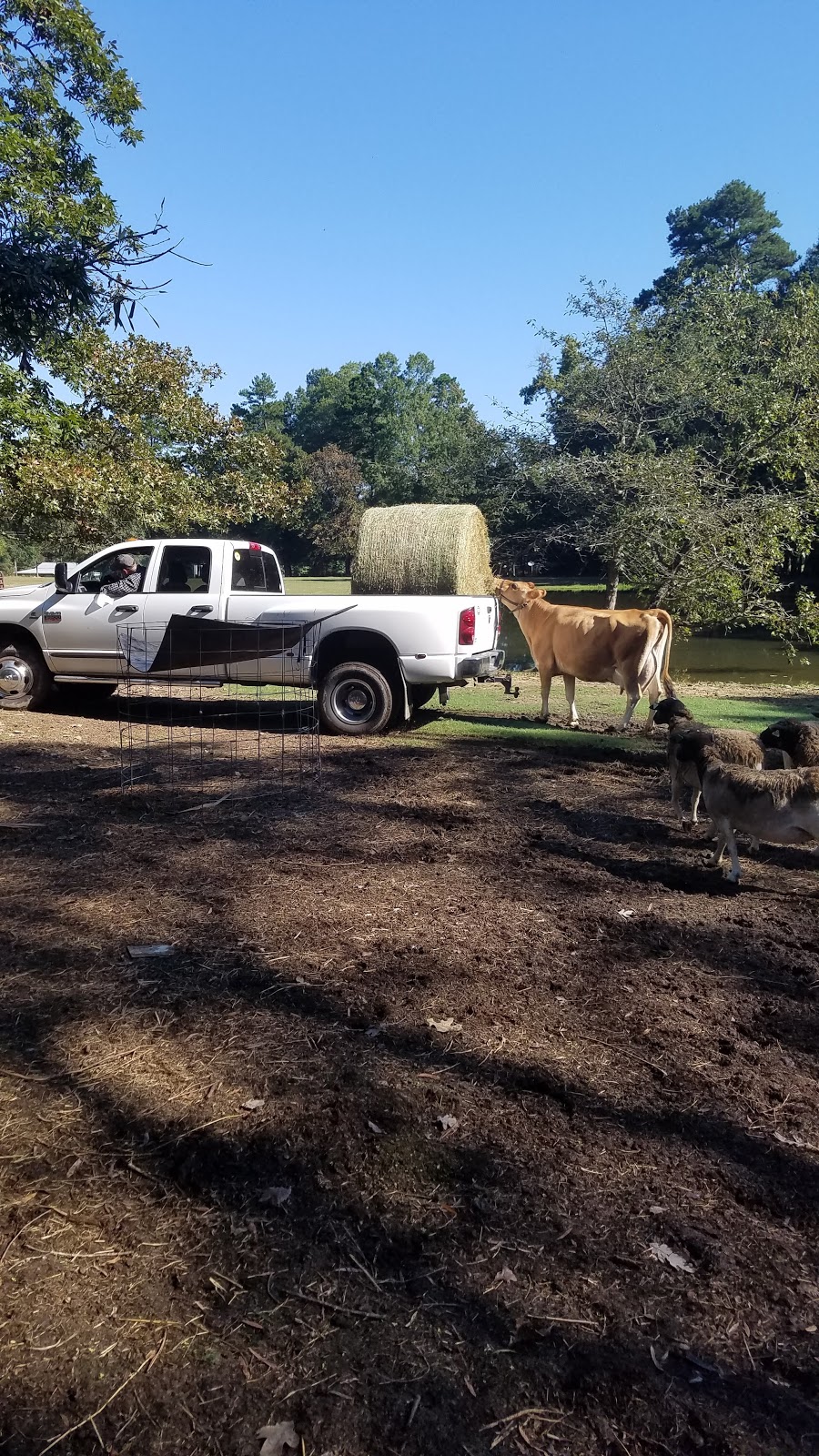 Towering Oaks Farm | 5222 Snow Camp Rd, Graham, NC 27253, USA | Phone: (336) 684-9502