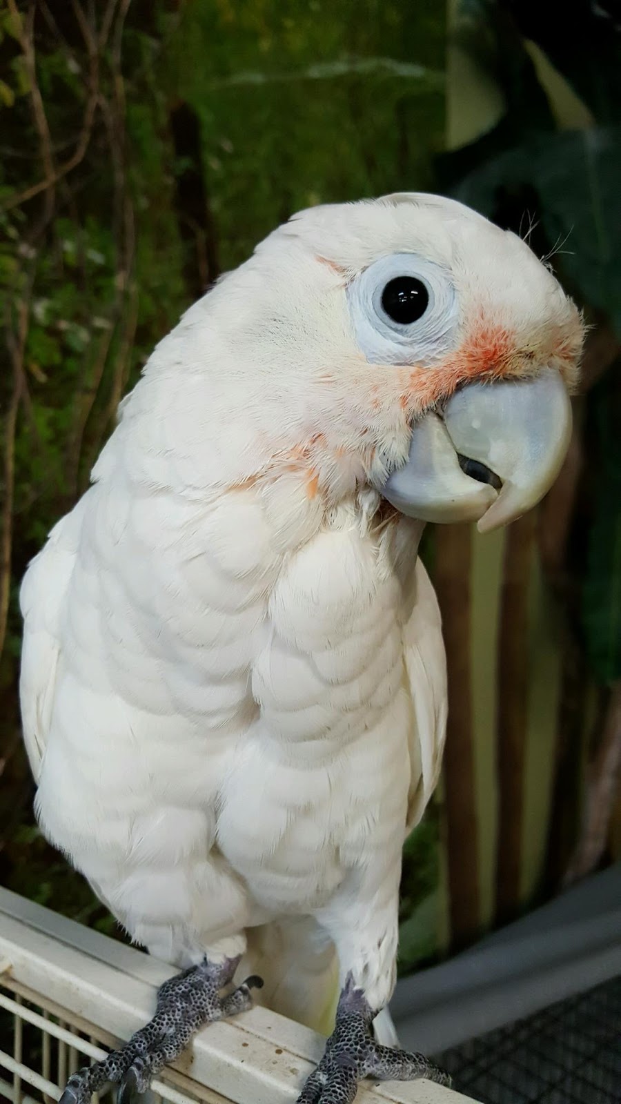 AZ Exotic Bird Rescue, Inc. | 2724 N Scottsdale Rd, Scottsdale, AZ 85257 | Phone: (480) 535-4999