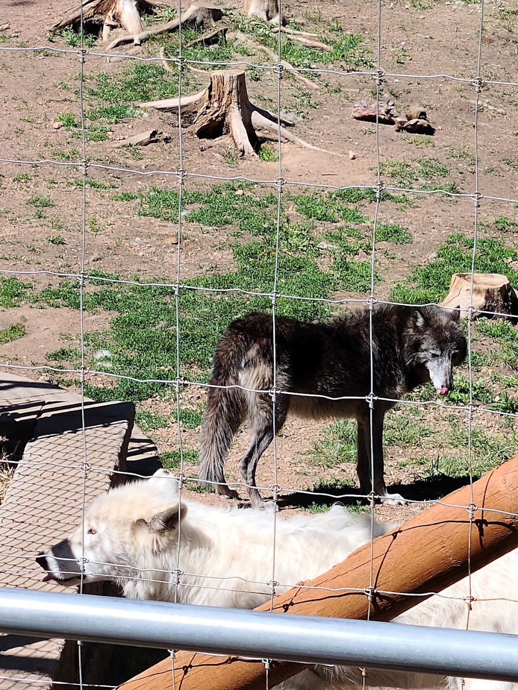 Colorado Wolf and Wildlife Center | 4729 Twin Rocks Rd, Divide, CO 80814, USA | Phone: (719) 687-9742