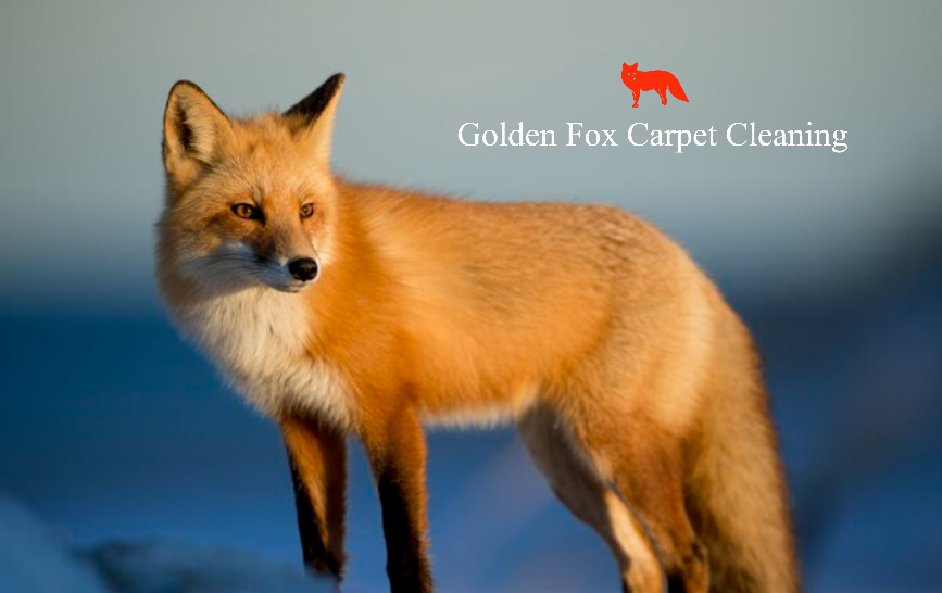 Golden Fox Carpet Cleaning | 37446 Glenmoor Dr, Fremont, CA 94536, USA | Phone: (650) 575-5885