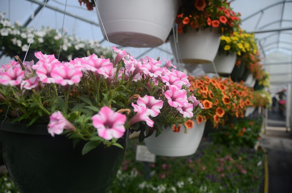 Kahls Greenhouse | 520 W Main St, Carlinville, IL 62626, USA | Phone: (217) 854-8912