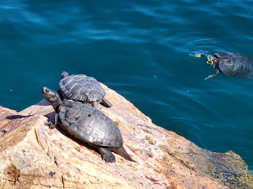 Sahuarita Lake Park - Town of Sahuarita | 15466 S Rancho Sahuarita Blvd, Sahuarita, AZ 85629, USA | Phone: (520) 445-7850