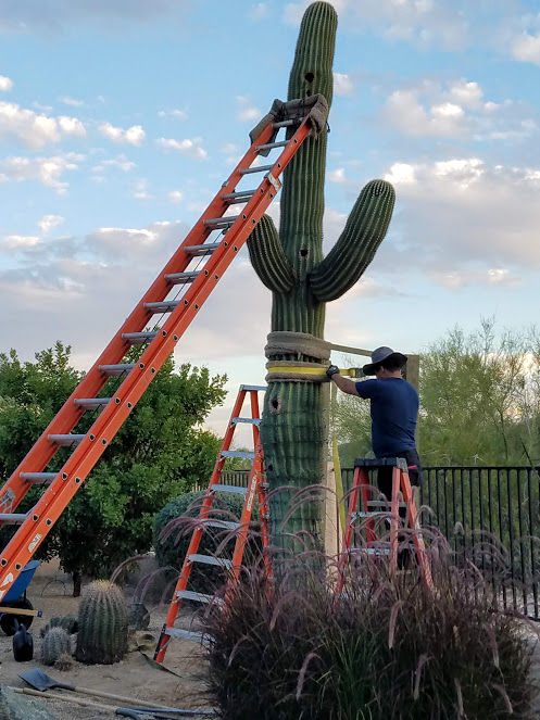 AZ Cactus Experts | 3030 N 35th Ave Suite 126, Phoenix, AZ 85017, USA | Phone: (602) 413-5920