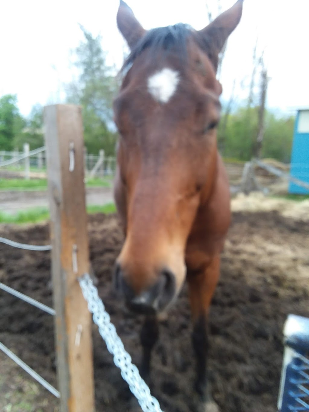 New Horizon Stables | 586 Pearse Rd, Schenectady, NY 12309, USA | Phone: (518) 698-3391