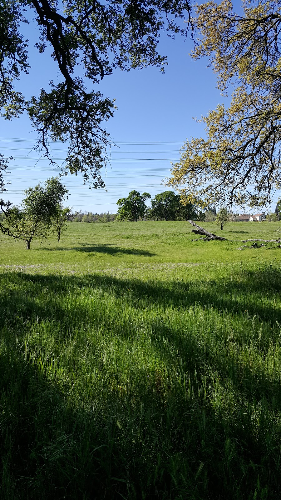 Bear Dog Park | 1565 Pleasant Grove Blvd, Roseville, CA 95747, USA | Phone: (916) 774-5200