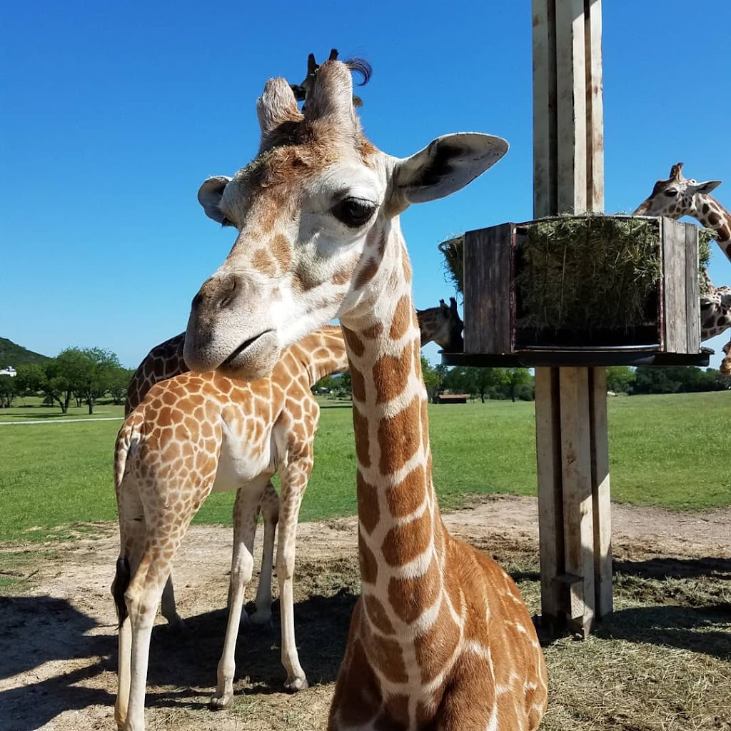 Fossil Rim Safari Campground | Unnamed Road,, Glen Rose, TX 76043, USA | Phone: (254) 897-2960