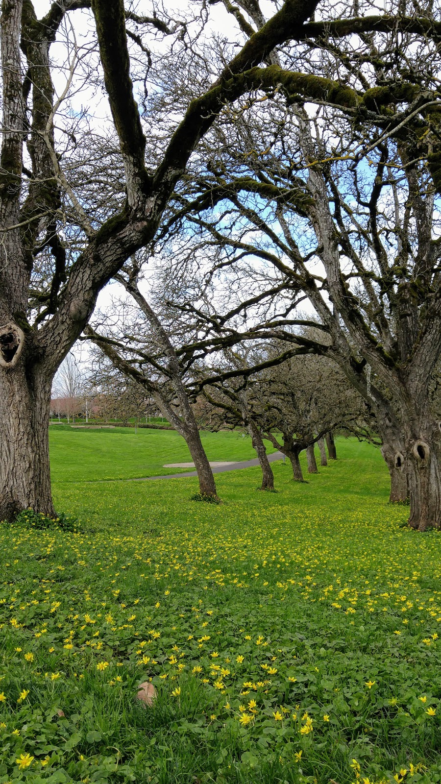 Murase Plaza Playground | sw 97070, 7910 SW Wilsonville Rd, Wilsonville, OR 97070, USA | Phone: (503) 783-7529