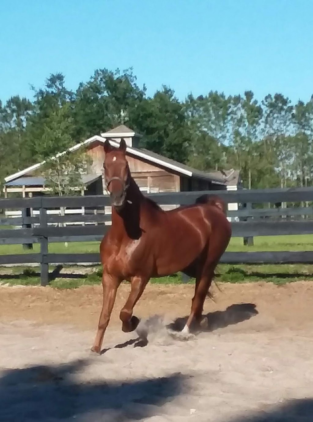 Licciardello Stables | 3007 Sunset Ln, Lutz, FL 33559, USA | Phone: (813) 951-1690