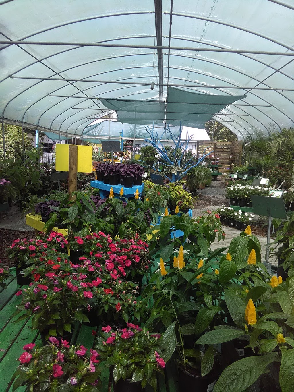 Kerbys Nursery & Landscaping | 2311 S Parsons Ave, Seffner, FL 33584, USA | Phone: (813) 685-3265