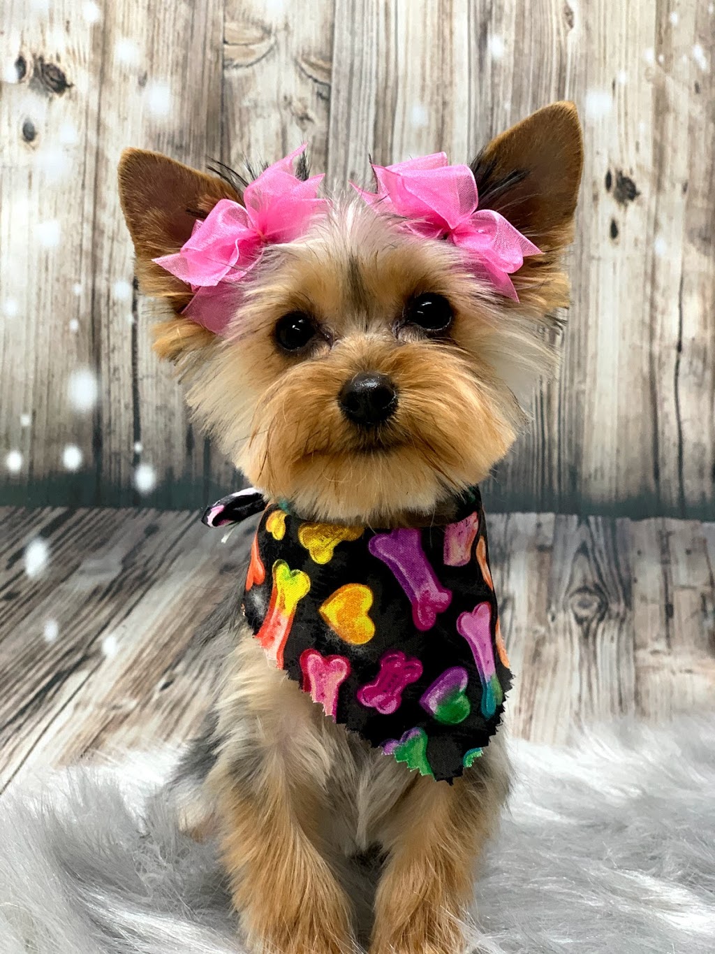 Glamour Pet Shop & Grooming | 11401 Elam Rd, Balch Springs, TX 75180, USA | Phone: (972) 557-7387