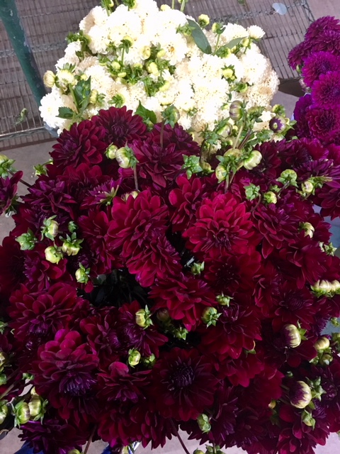 Lake Flowers Shippers Inc. | 175 Johnson Rd, Watsonville, CA 95076, USA | Phone: (831) 722-9104